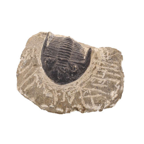 Gerastos Trilobite Fossil