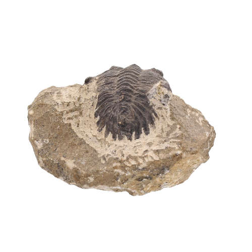 Gerastos Trilobite Fossil