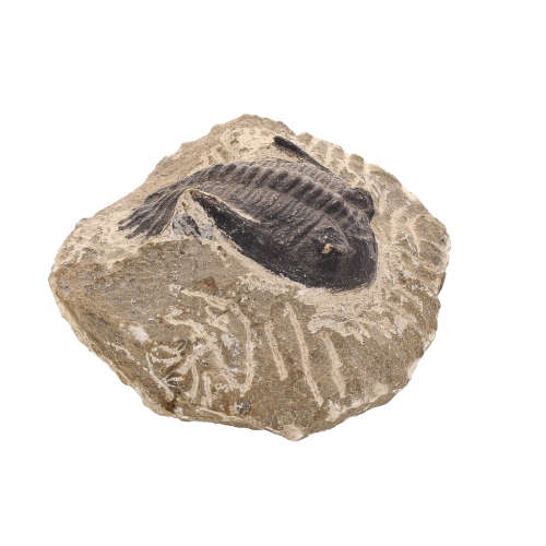 Gerastos Trilobite Fossil