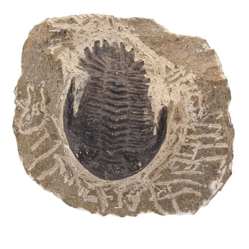 Gerastos Trilobite Fossil