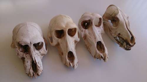 Collection of skulls - 3x Baboon, 1x Jackal
