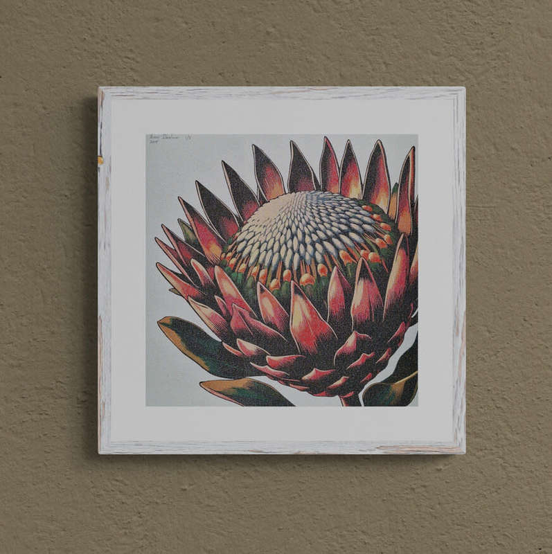 Anna Ibrahim - King Protea / 40cm x 40cm signed print marked 2/3