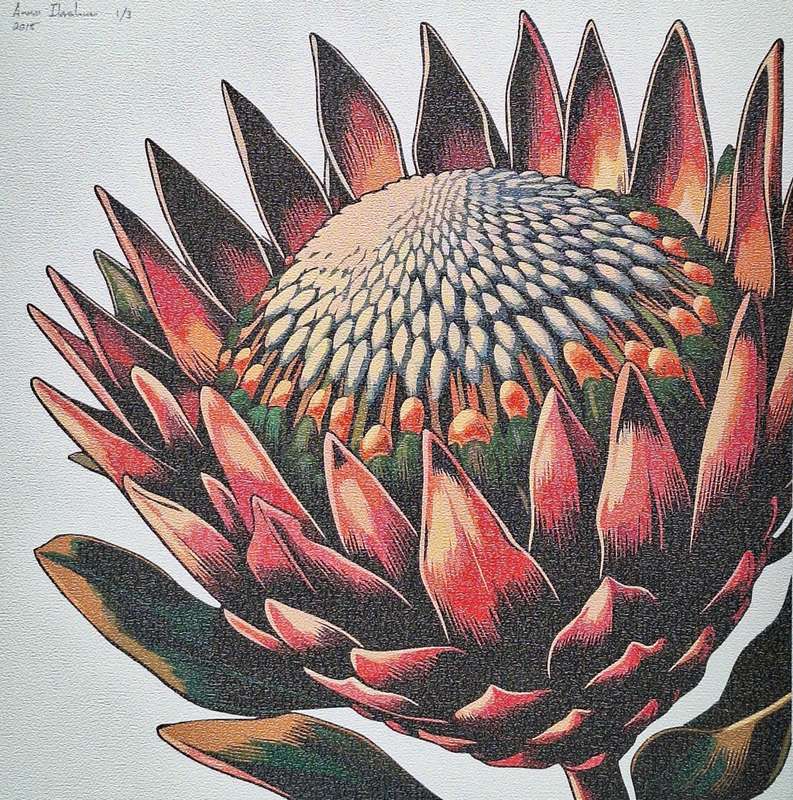 Anna Ibrahim - King Protea / 40cm x 40cm signed print marked 2/3