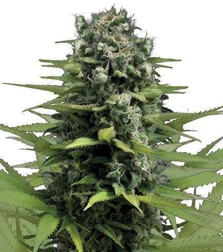 Lemon Haze Seeds