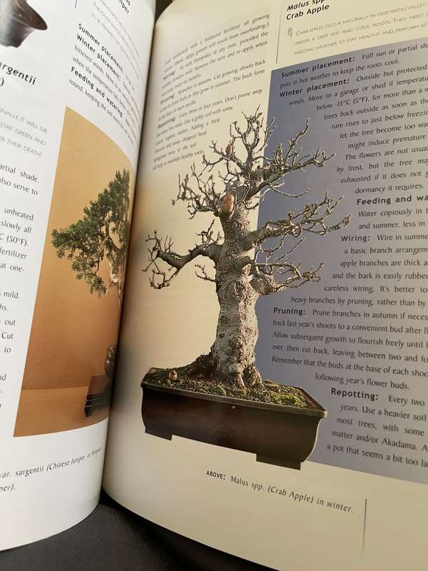 Bonsai trees books x3
