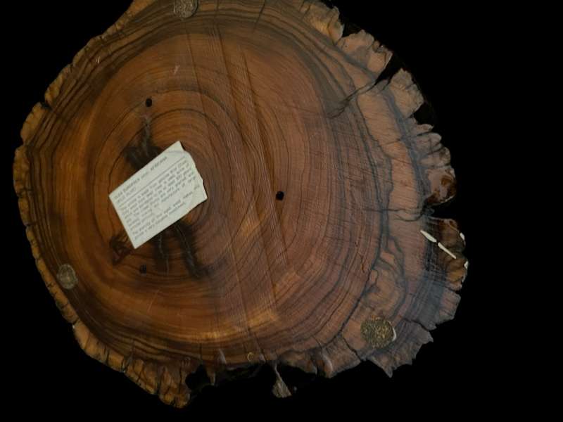 Ashtray Olive wood large