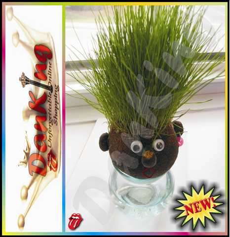 Grow your Grass Head - This is so much FUN !!!