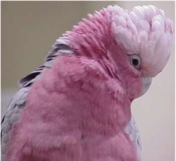 Pragtige skaars, cockatoo te koop! Groter as African Grey!