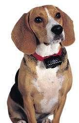 PetSafe Bark Control Collar - static correction