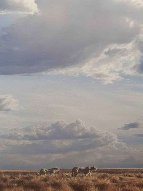 Under An African Sky ~ Paul Augustinus (Exhibition Catalog)