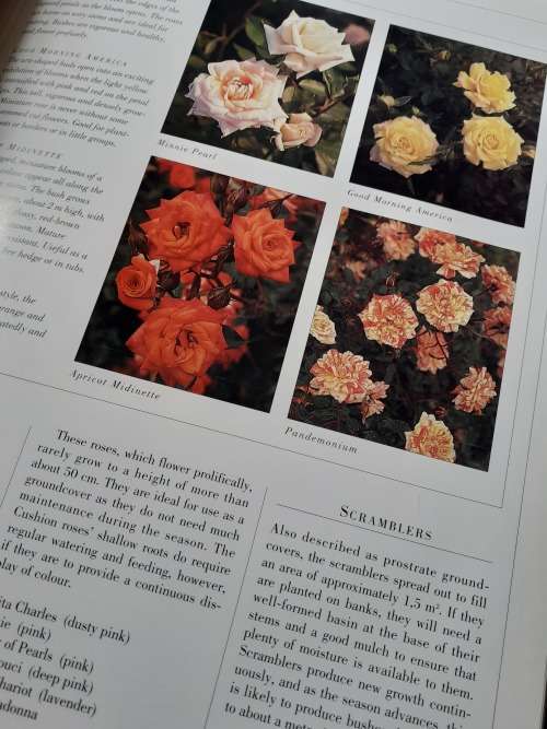 Roses ~ Esther Geldenhuys