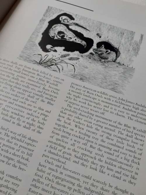 Jeff Huntly`s African Wildlife Sketches ~ Jeff Huntly