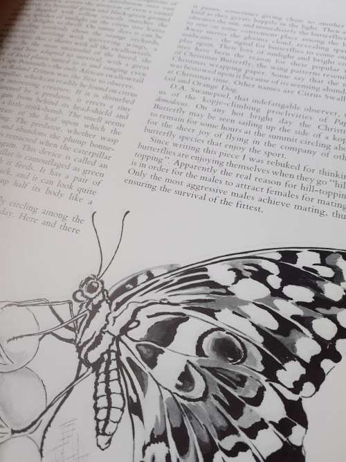 Jeff Huntly`s African Wildlife Sketches ~ Jeff Huntly