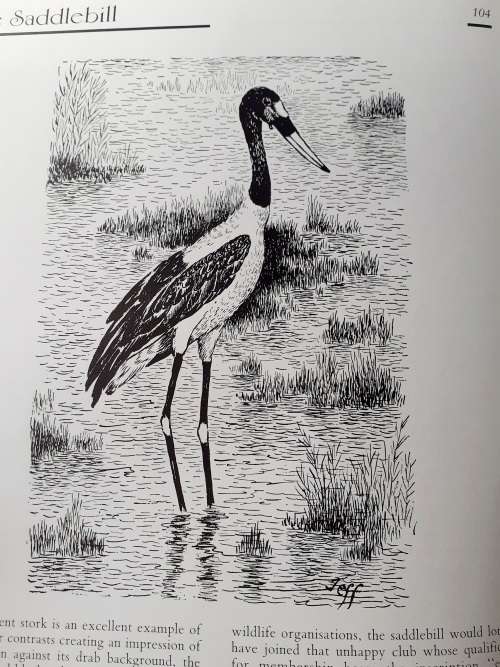 Jeff Huntly`s African Wildlife Sketches ~ Jeff Huntly