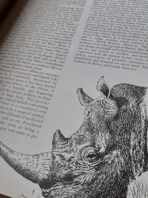 Jeff Huntly`s African Wildlife Sketches ~ Jeff Huntly