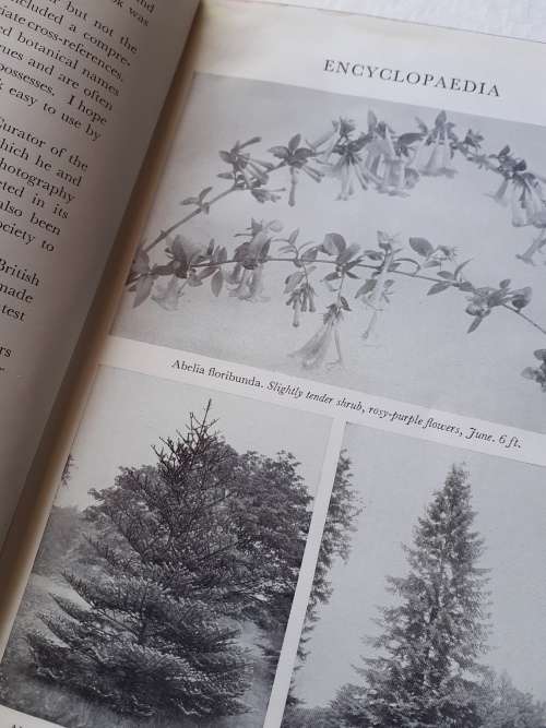 The Encyclopaedia of Plant Portraits ~ A G L Hellyer