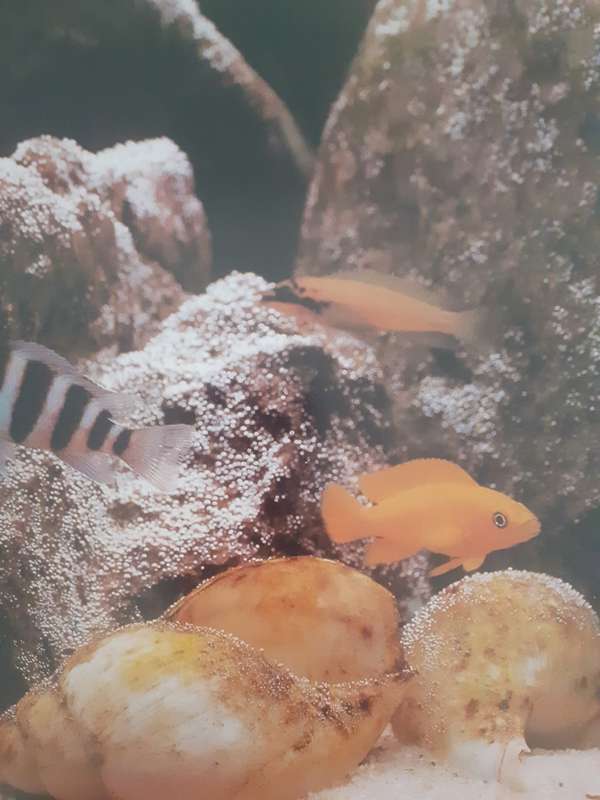 Aquarium Fish ~ Bailey / Sandford
