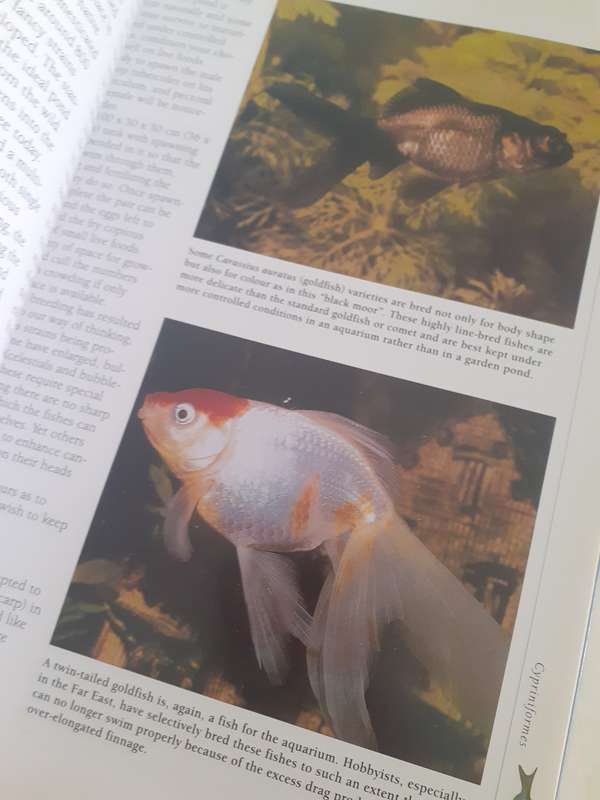 Aquarium Fish ~ Bailey / Sandford