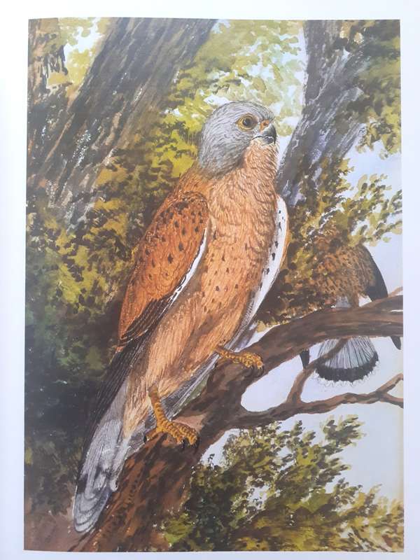 The Birds of South Africa ~ Thomas Baines
