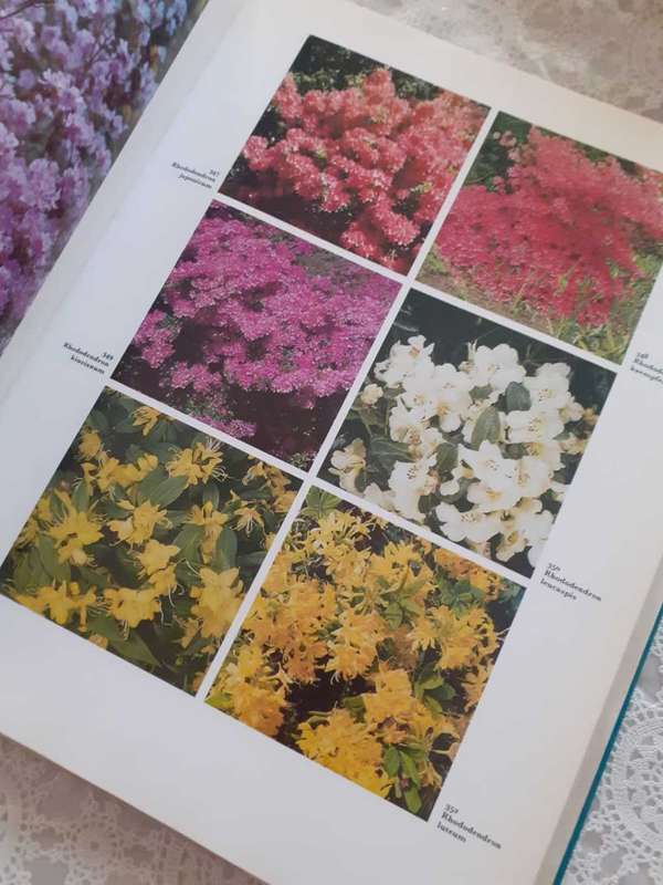 The Dictionary of Shrubs in Colour ~ S Millar Gault