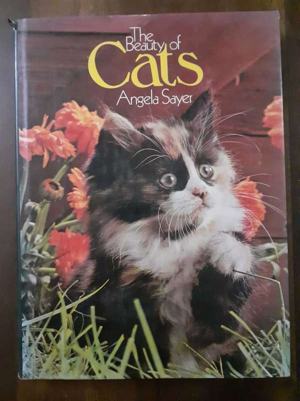 The Beauty of Cats ~ Angela Sayer