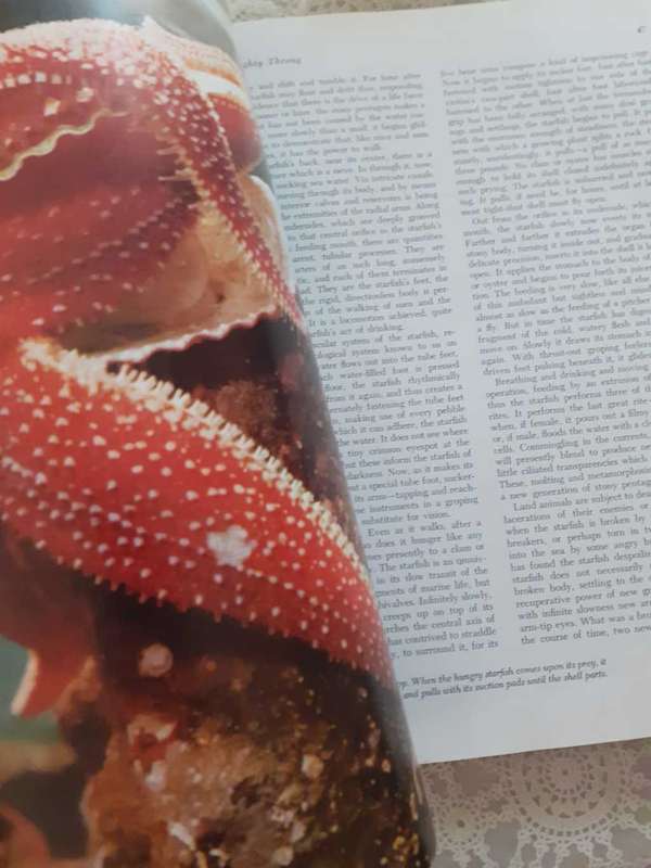 Marvels & Mysteries of our Animal World ~ READER`S DIGEST