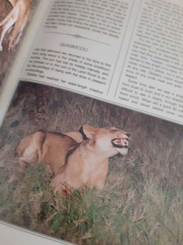 (signed) Nightstalk - The Story of a Kruger Pride ~ Bruce Aiken