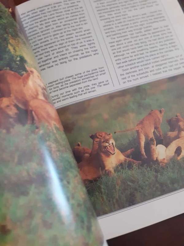(signed) Nightstalk - The Story of a Kruger Pride ~ Bruce Aiken