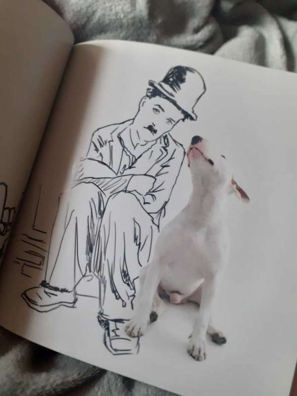 A Dog Named Jimmy ~ Rafael Mantesso