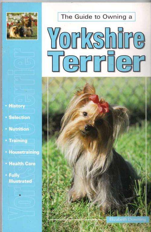 Guide to owning a Yorkshire terrier