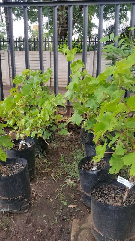 Grape Trees