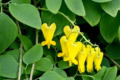 Bleeding Heart (Dicentra Scandens) - 5 seeds