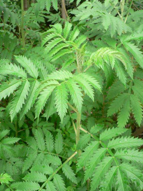 Honey Flower (Melianthus Comosus) - 5 seeds