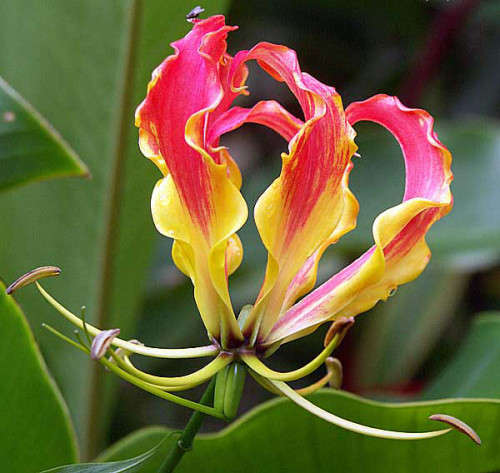 Flame Lily (Gloriosa Superba) - 5 seeds