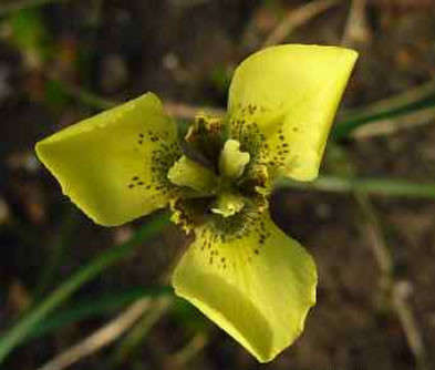 Moraea Bellendini - 5 seeds