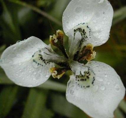 Moraea Tricuspidata - 5 seeds