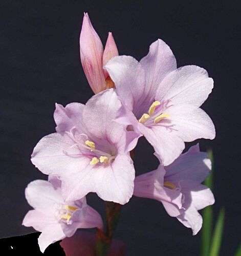 Bugle Lily (Watsonia Laccata Light Purple) - 5 seeds