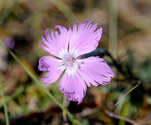 Carnation of MontPellier (Dianthus Hyssopifolius Gallicus) - 5 seeds