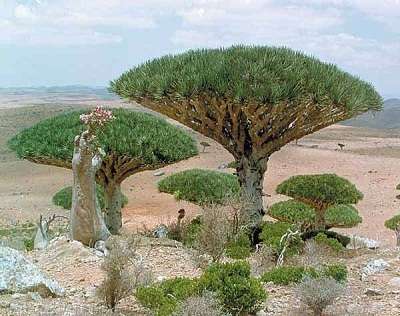 Canary Islands Dragon Tree (Dracaena Draco) - 5 seeds