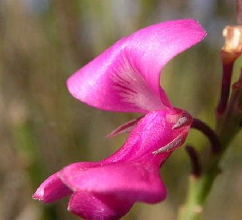 Indigofera Filifolia - 5 seeds