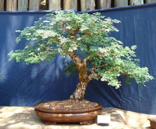 Black Monkey Thorn (Acacia Burkei) - 5 seeds
