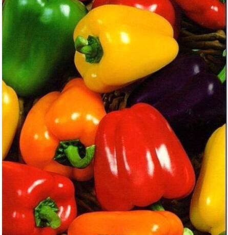 Chilli Seeds (peppers mixed colours)  - 10 seeds