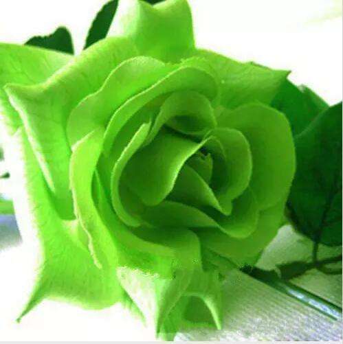 Rose Seeds - Green - 5 seeds