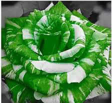 Rose Seeds - Green and White - 5 seeds