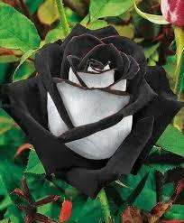 Rose Seeds - Ombre Black, Red and White - 5 seeds