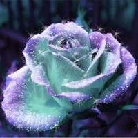 Rose Seeds - Mint and Purple - 5 seeds