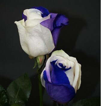 Rose Seeds - Blue and White - 5 seeds