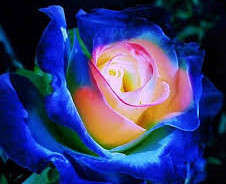 Rose Seeds - Blue Pink Yellow - 5 seeds