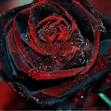 Rose Seeds - Black with Red Edge - 5 seeds