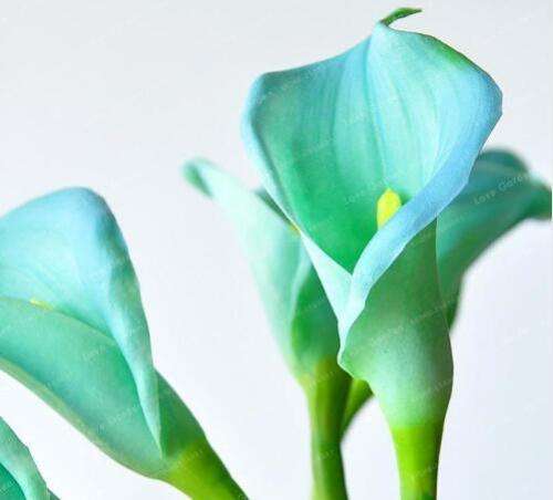 Calla Lily (Green) - 5 seeds
